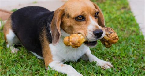 O bem estar canino no auxílio do enriquecimento ambiental Melhores