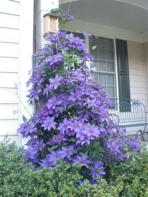 How To Grow Clematis In Containers Artofit