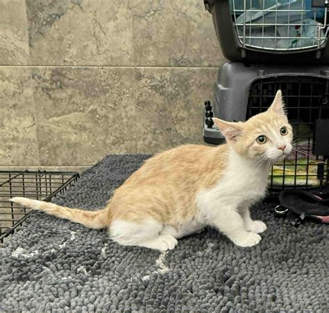 Shaka – Next Chapter Animal Rescue League
