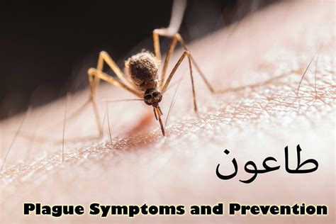 Plague Meaning, Symptoms & Prevention - Best Piles(Bawaseer) Treatment ...