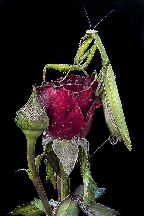 mantis  rose praying mantis creepy crawlies macro