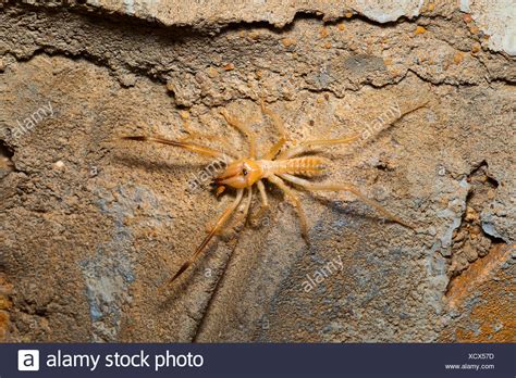 Desert Spider Stock Photos & Desert Spider Stock Images - Alamy