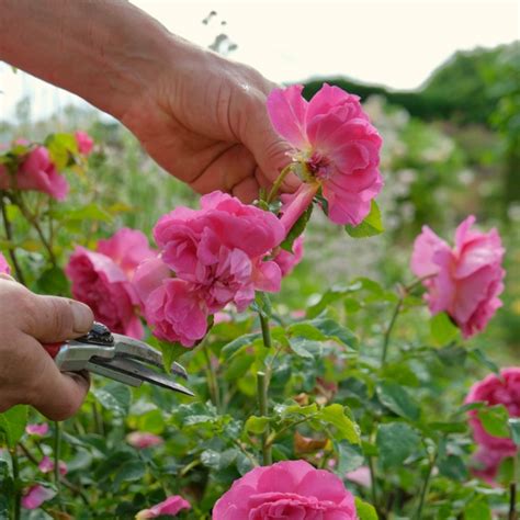 Heritage English Shrub Rose David Austin Roses