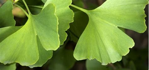 Ginkgo Biloba Todas Las Propiedades Del árbol Milagroso Ecología Hoy