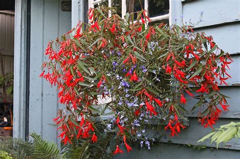 Plante Tombante Cultivez Votre Jardin Intérieur En 41 Photos