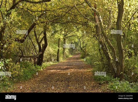 Dirt Road Through A Tunnel Of Trees In Dappled Light England UK Stock