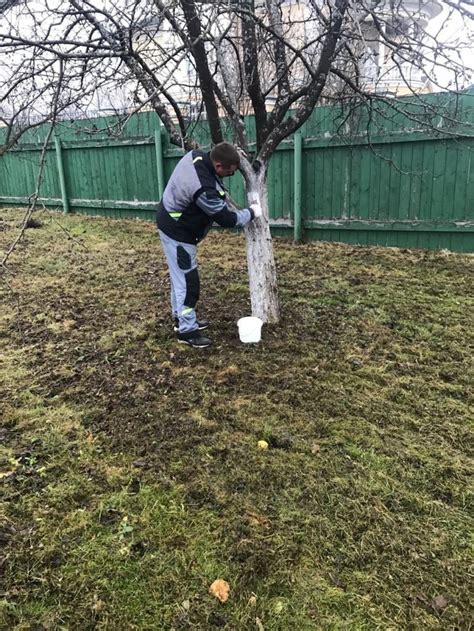 Правила побелки деревьев: инструкция, описание процесса, правила, сроки ...