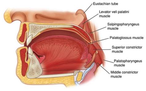 Anatomy Exam Pharyngeal Muscles Flashcards Quizlet