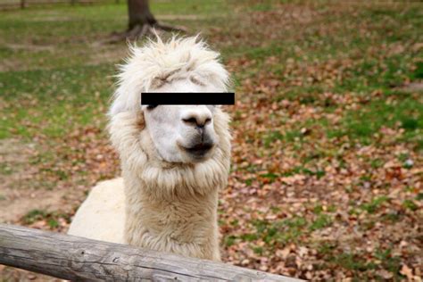 V Německu rostou erotické zoo kde si můžete půjčit zvíře na sex TN cz