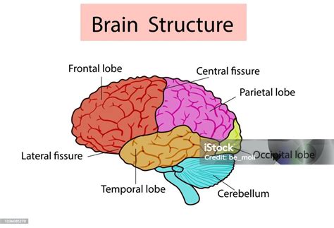vektor terisolasi ilustrasi struktur otak  kepala manusia anatomi