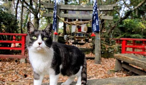 Tashirojima: A Guide to Visiting Japan's Most Famous Cat Island | Japan ...