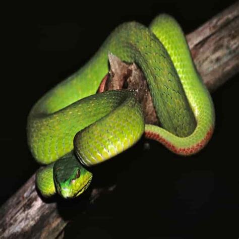 Ular Trimeresurus Insularis Asli Indonesia Yang Berwarna Biru Dari