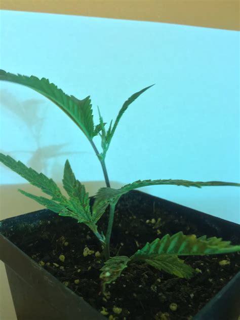 F1 Hybrids: The Uniform Powerhouses of Cannabis Genetics