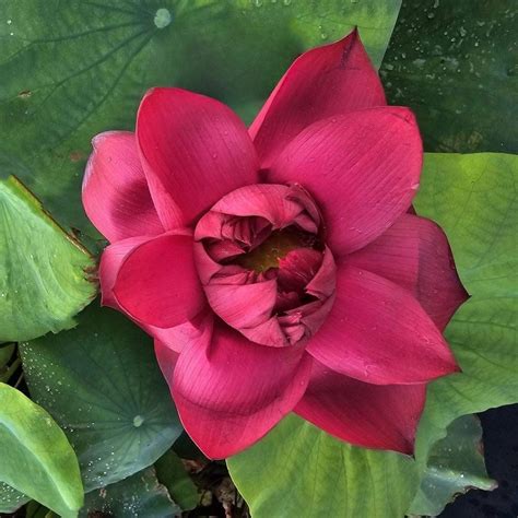 mo hong black red lotus bare root