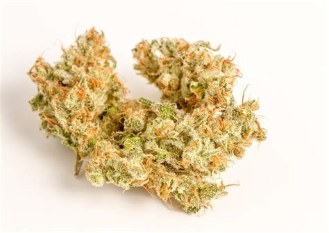 Han Solo Burger Strain Big Buds Strains