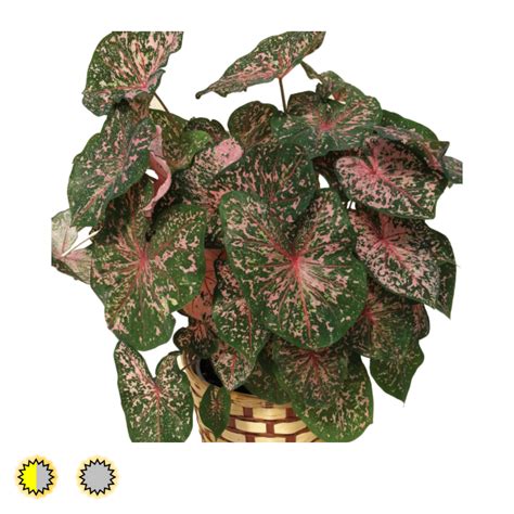 Pink Beauty caladium bulbs by Fancy Plants Farms