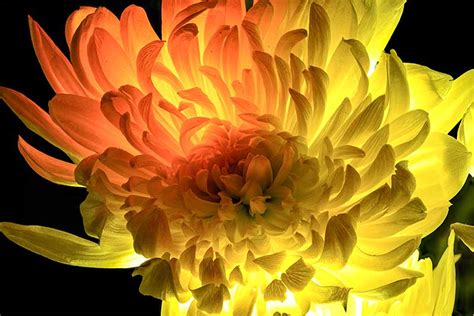 Flower Photography Lighting Take Your Photos To The Next Level🌼