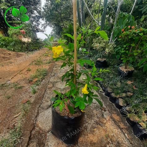 jual tanaman hias bunga tecomaria pohon bunga tekomaria bunga kuning