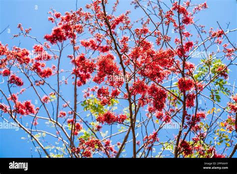 Selective Focus Red Flower Of Monkey Flower Tree Fire Of Pakistan