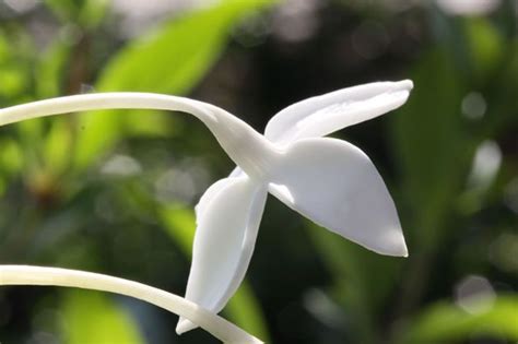 Bouvardia Lonlora Humboldtii Photo By Bonnie Marie Hibbs White
