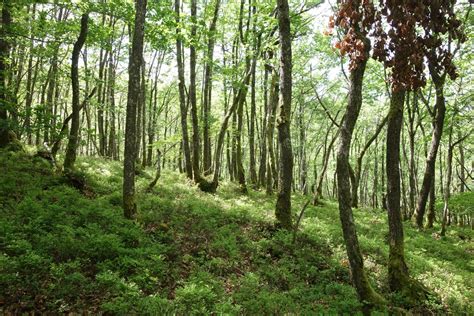 Les Nuits Des Forêts Près De Bagnols Pefc Auvergne Rhône Alpes