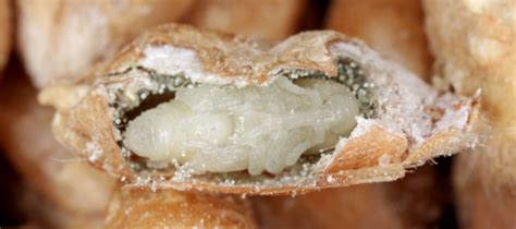 wheat weevil identification control guide abc blog