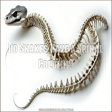 snakes vertebrates unraveling  mysterious anatomy