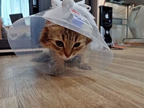 Кошка VS Бандаж | Пикабу