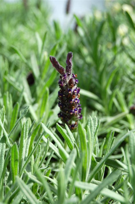 Lavandula Stoechas Blue Star French Or Butterfly Lavender Shades Of Green Inc