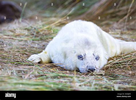Newborn Seal Pup At Horsey Beach In Norfolk Uk Stock Photo Alamy
