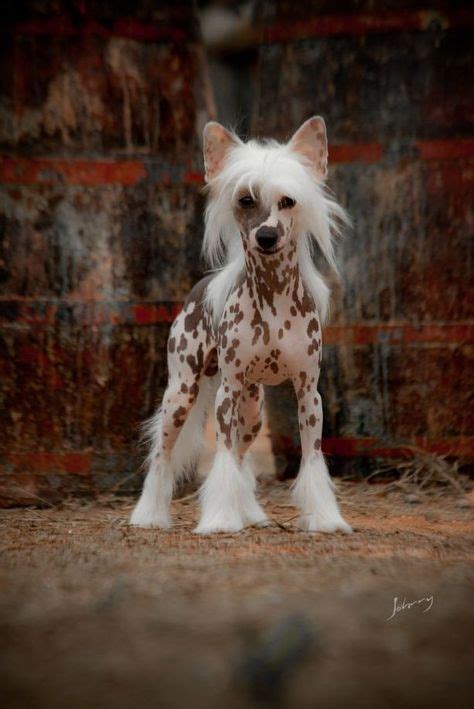 Chinese Crested Dog Grooming