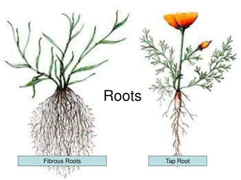 Ppt Roots Powerpoint Presentation Free Download Id3117860