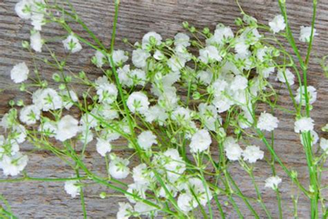 Flor Nube ¿qué Significa Ponerla En La Ofrenda De Día De Muertos