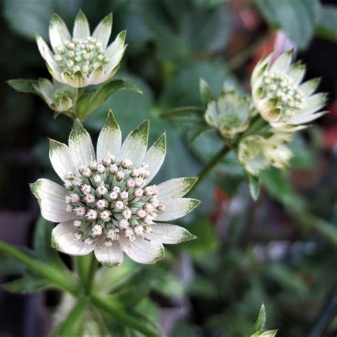 Astrantia Major Star Of Billion Astranzia Vendita Piante Online