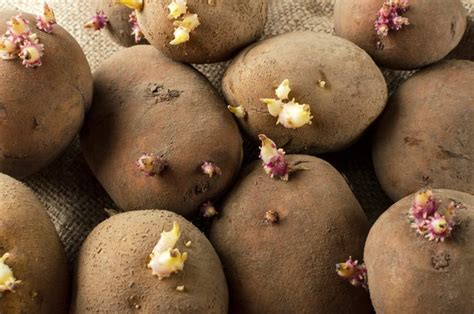 Can You Eat Sprouted Potatoes Safely? | Taste of Home