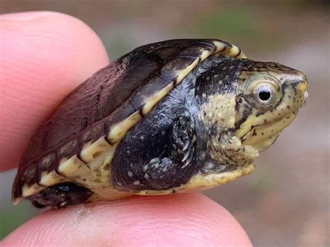 White Lipped Mud Turtle Babies