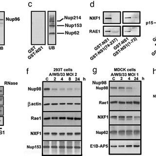 The NS1 Protein Of Influenza Virus Interacts With Key Constituents Of