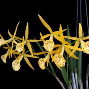 Brassocattleya Yellow Bird Brassavola Nodosa Brassocattleya Richard