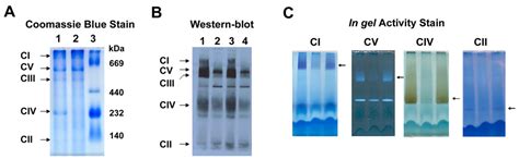 Evaluation Of The Mitochondrial Respiratory Chain And Oxidative