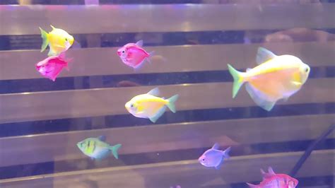 Colorful Rainbow Fish Aquarium Most Beautiful Rainbow Fish Tank