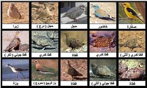 الجميل أن تصطاد طائر من البراري و خاصة إن كان ذكر صغير ولد العام و