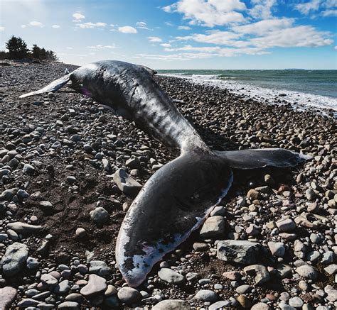 Humpback Whale Carcass Washes Up On Beach Cgtn