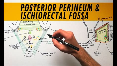 ischiorectal fossa anatomy perineal pouches anatomy conditions