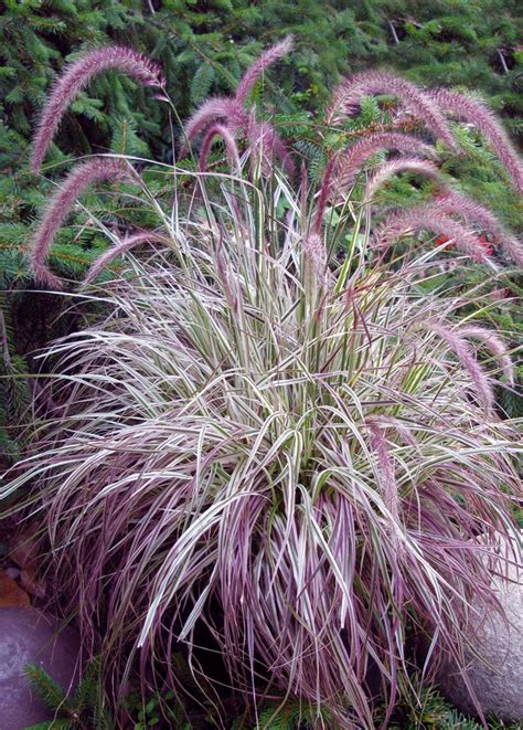 15+ Zone 6 Perennial Grasses
