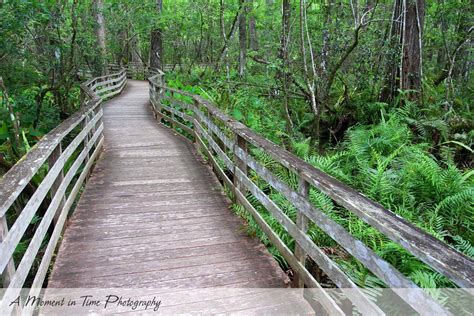 Audubon Corkscrew Swamp Sanctuary | A Moment In Time