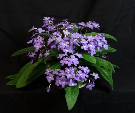 Streptocarpus ‘falling Stars’ Gesneriad Reference Web