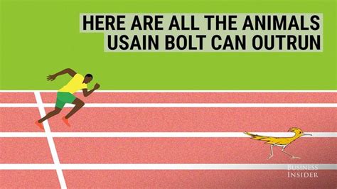 Here are all the animals Usain Bolt can outrun | Usain bolt, Bolt, Animals