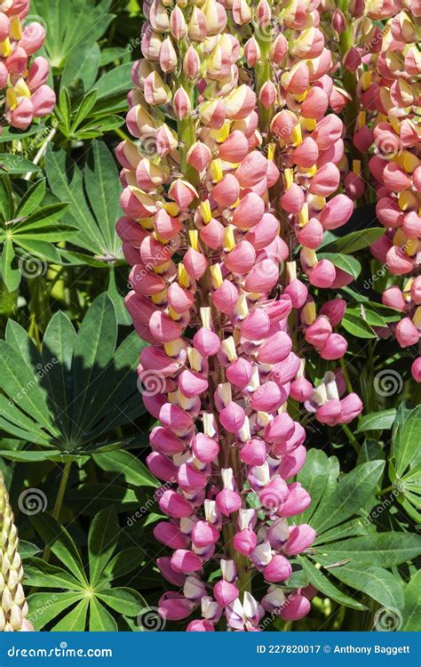 Lupin Lupinus `the Chatelaine` Royalty Free Stock Photo Cartoondealer