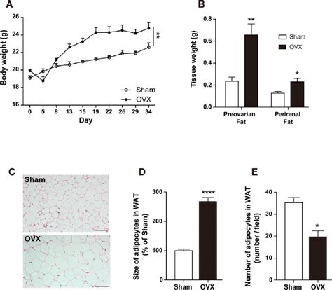 Ovariectomized Mice Displayed Visceral Obesity Ovariectomized OVX