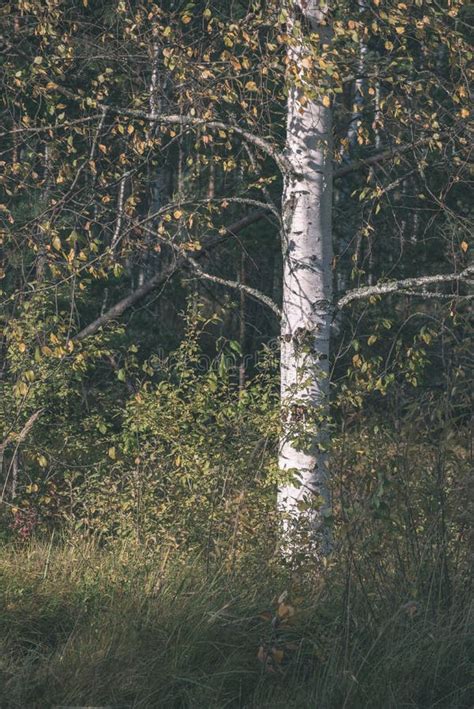 Lonely Naked Trees In Swamp Area In Autumn Vintage Retro Look Stock Photo Image Of